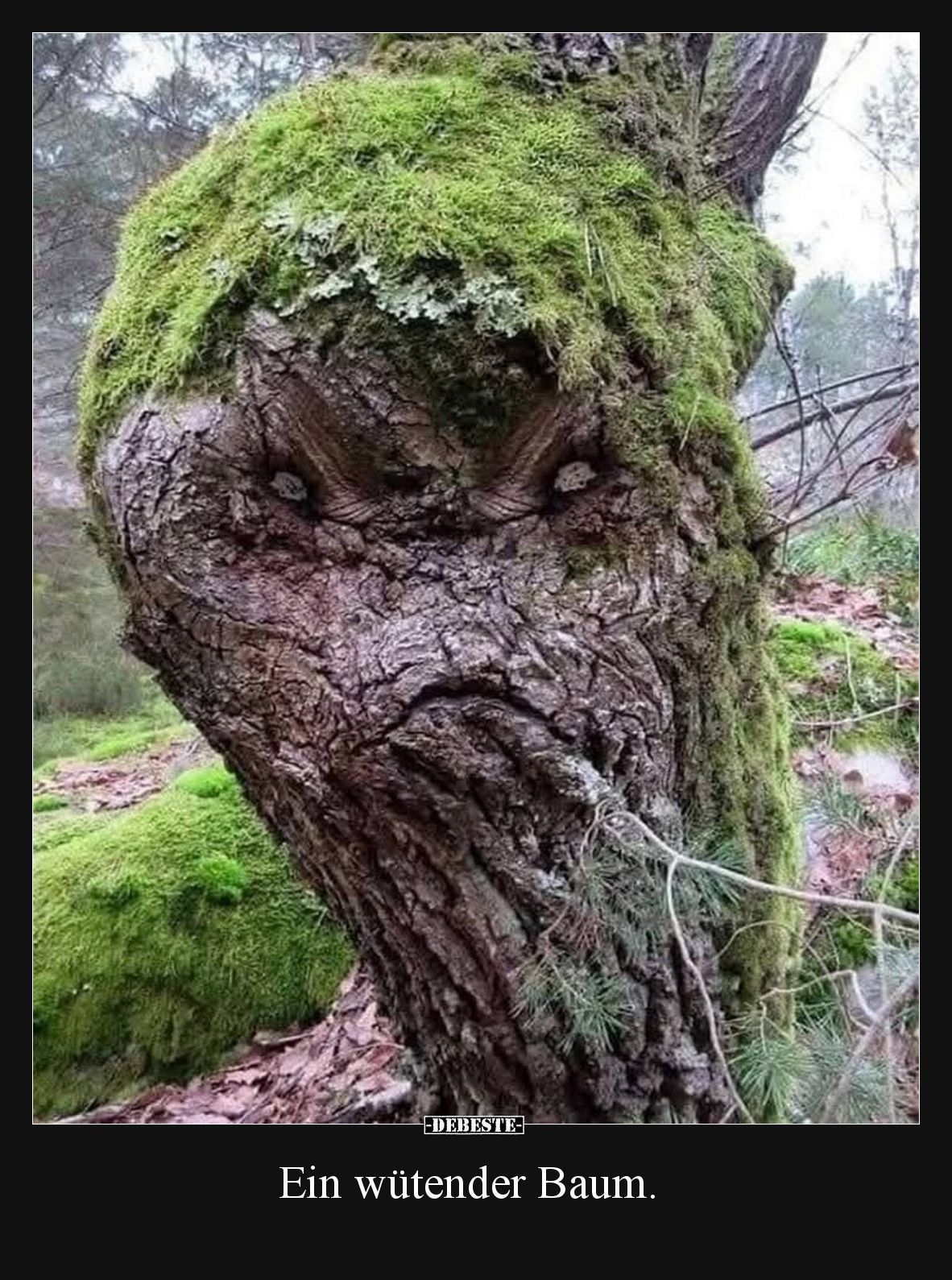 Ein wütender Baum.