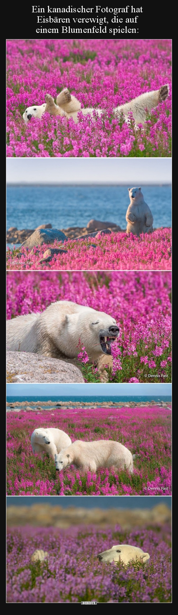 Ein kanadischer Fotograf hat Eisbären verewigt, die auf.. - Lustige Bilder | DEBESTE.de