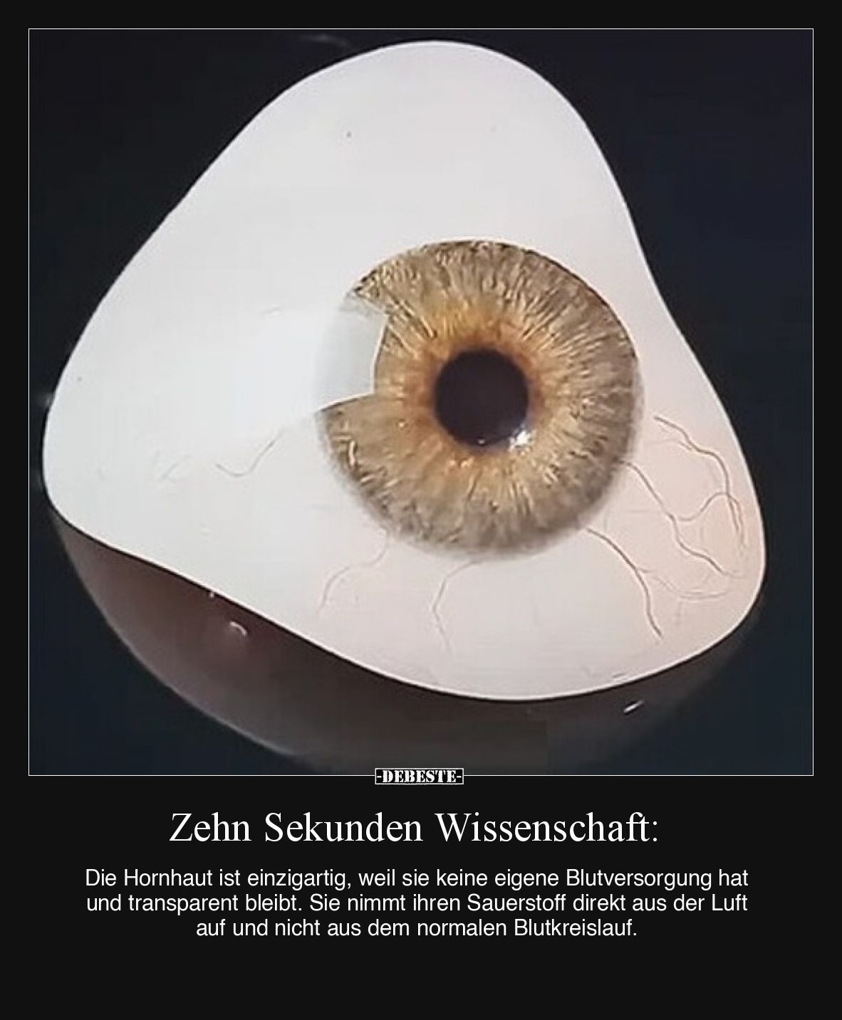 Zehn Sekunden Wissenschaft:  Die Hornhaut ist einzigartig, weil sie keine eigene Blutversorgung hat und transparent bleibt. S...