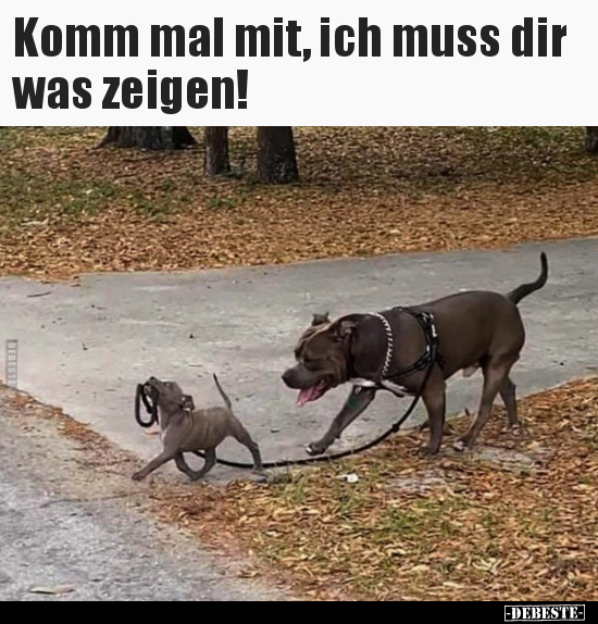 Komm mal mit, ich muss dir was zeigen!.. - Lustige Bilder | DEBESTE.de