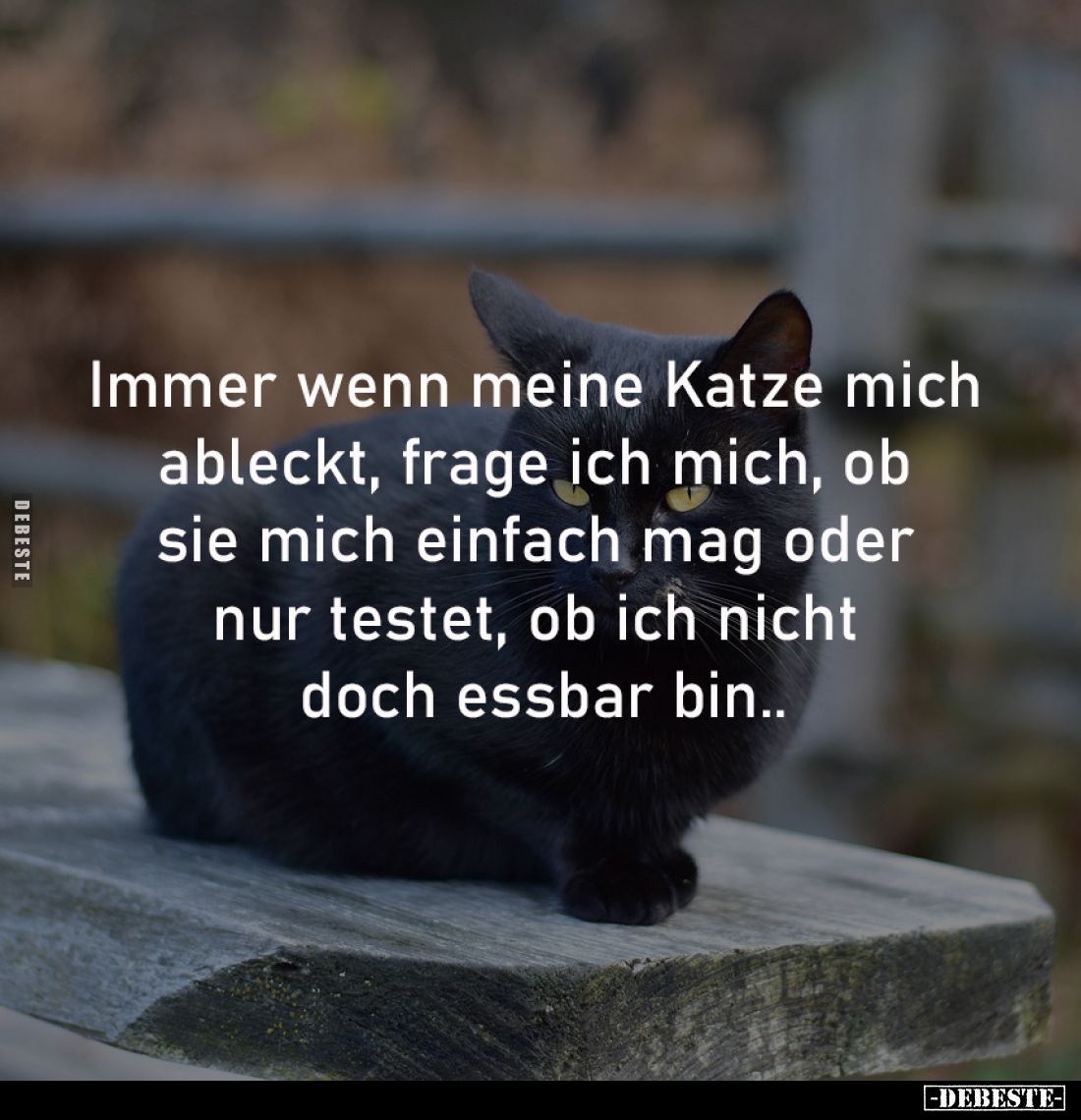 Immer wenn meine Katze mich
ableckt, frage ich mich, ob
sie mich einfach mag oder
nur testet, ob ich nicht
doch essba...