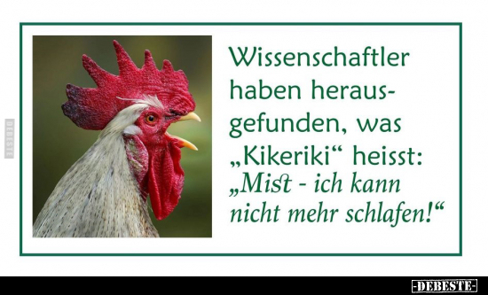 Wissenschaftler haben herausgefunden, was "Kikeriki".. - Lustige Bilder | DEBESTE.de