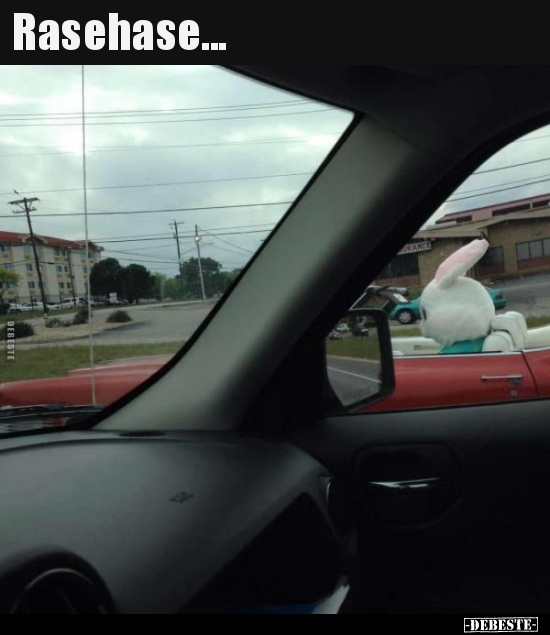 Rasehase...