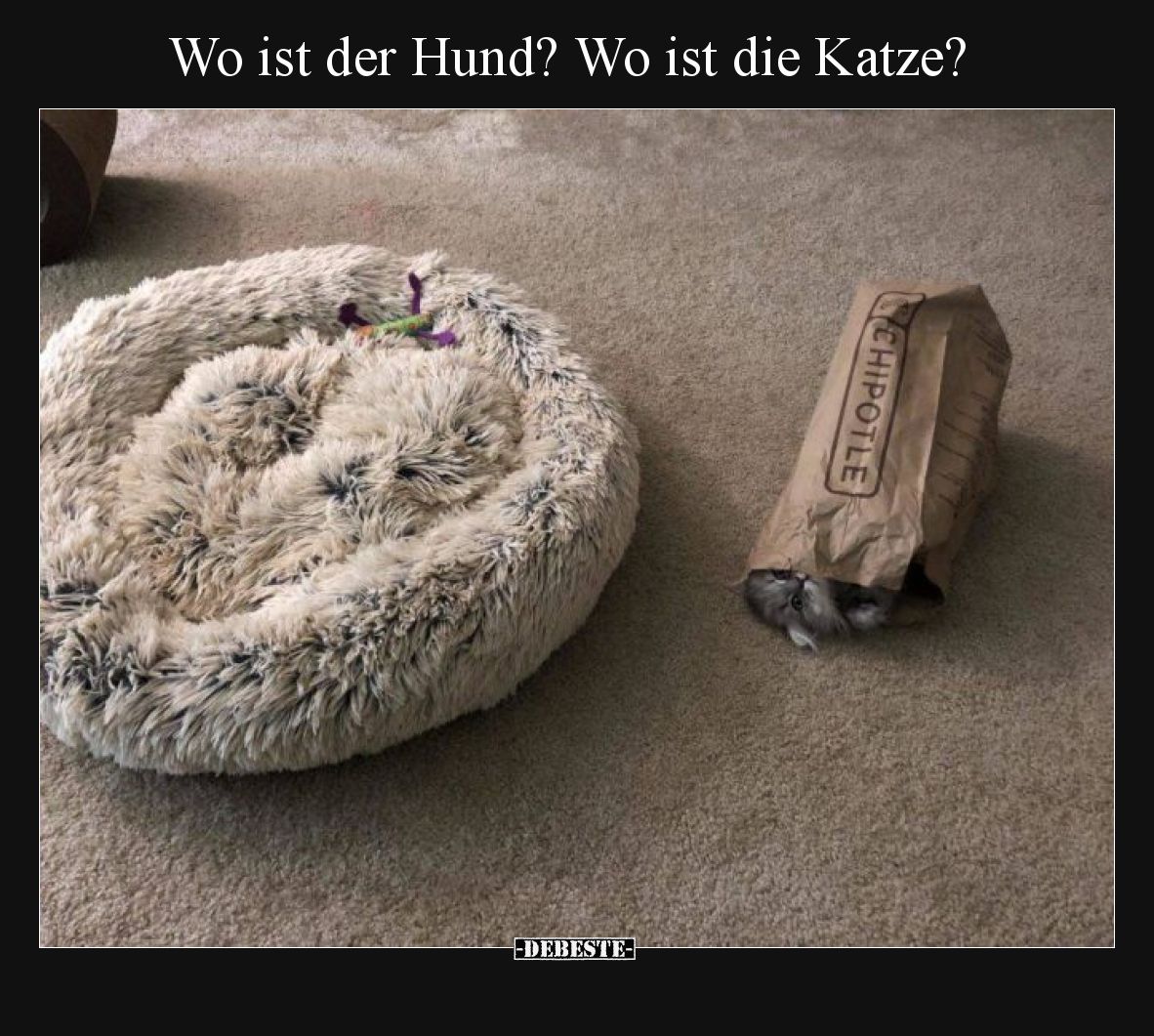 Wo ist der Hund? Wo ist die Katze?