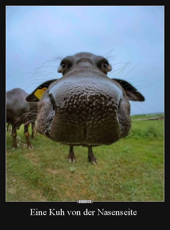 Eine Kuh von der Nasenseite.. - Lustige Bilder | DEBESTE.de