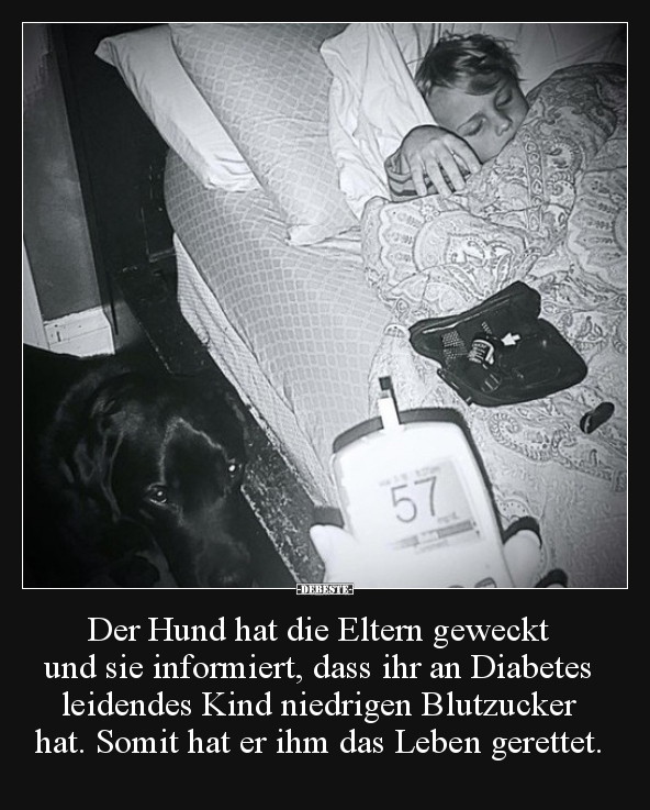 Der Hund hat die Eltern geweckt und sie informiert, dass.. - Lustige Bilder | DEBESTE.de