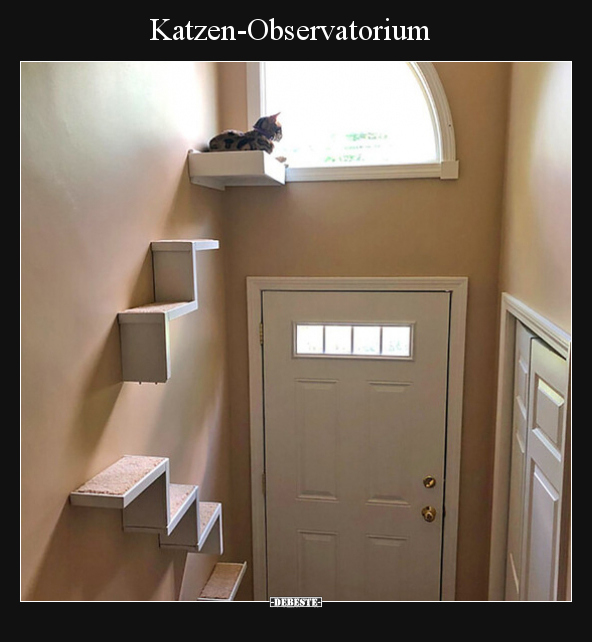 Katzen-Observatorium.. - Lustige Bilder | DEBESTE.de