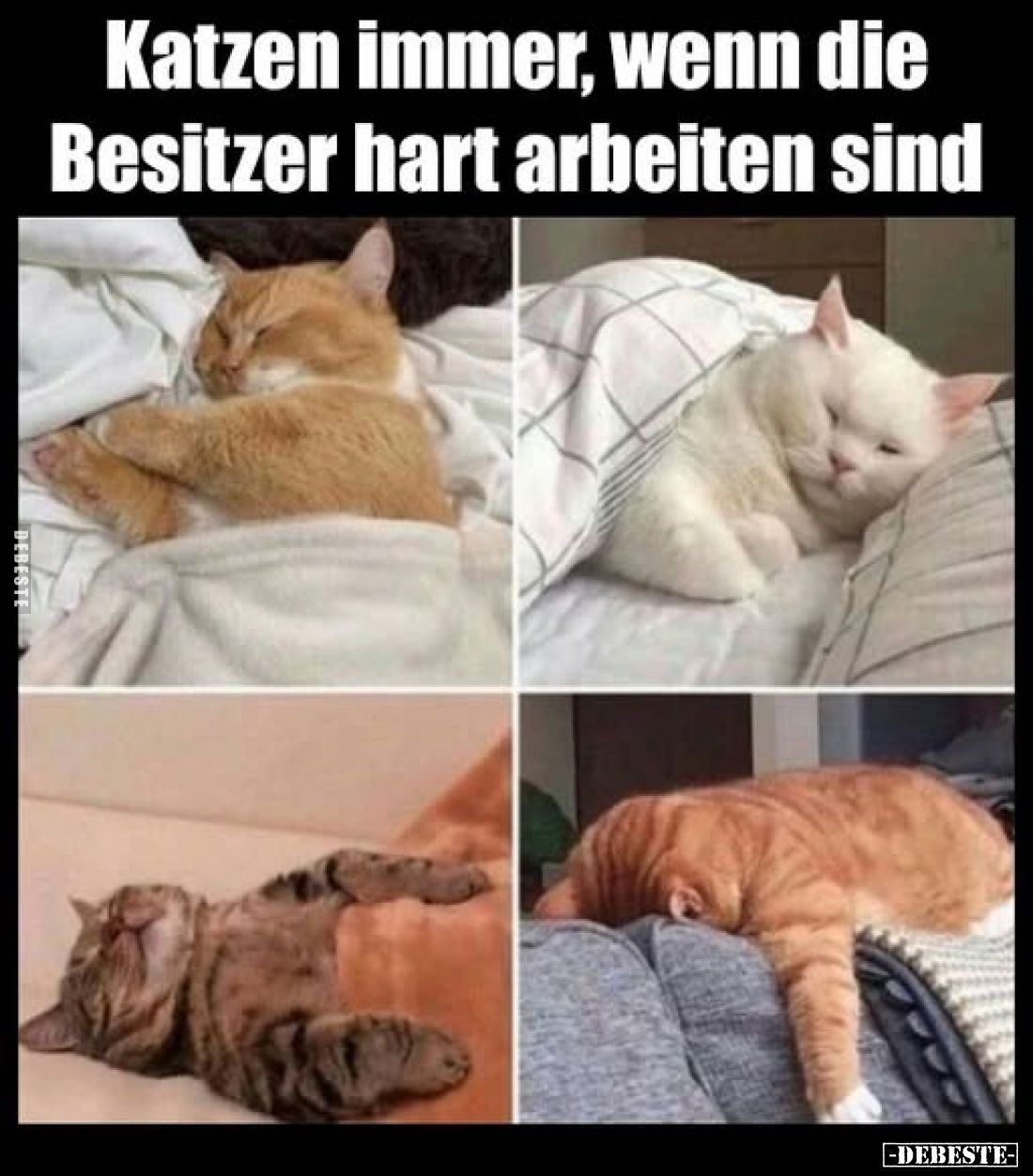 Katzen immer, wenn die Besitzer hart arbeiten sind