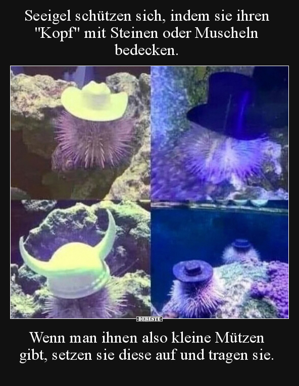 Seeigel schützen sich, indem sie ihren "Kopf" mit Steinen.. - Lustige Bilder | DEBESTE.de