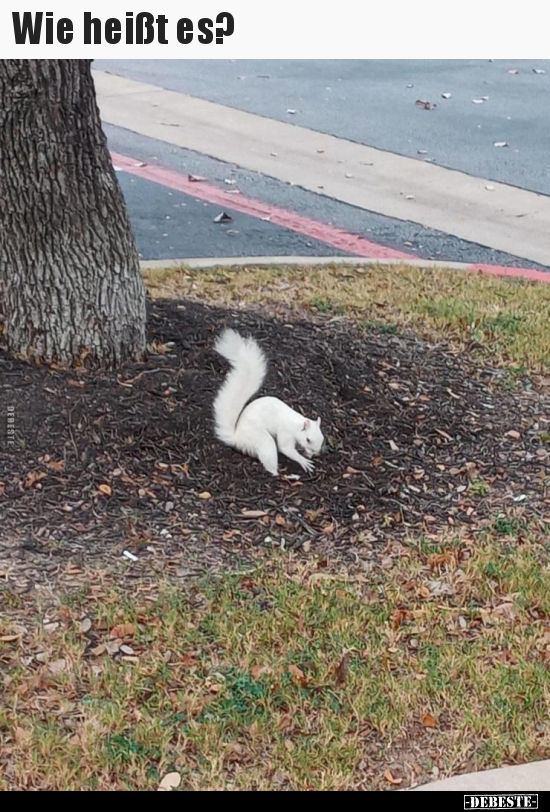 Wie heißt es?..