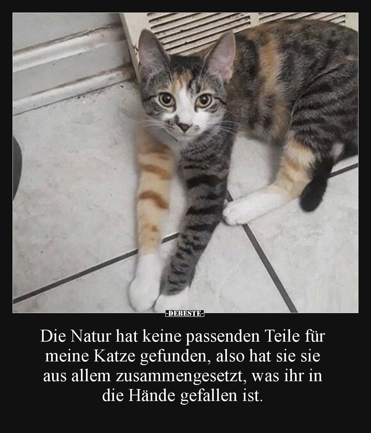 Die Natur hat keine passenden Teile für meine Katze gefunden, also hat sie sie aus allem zusammengesetzt, was ihr in die Händ...