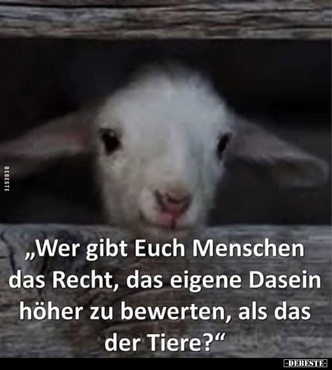 „Wer gibt Euch Menschen das Recht, das eigene Dasein höher zu bewerten, als das der Tiere?"