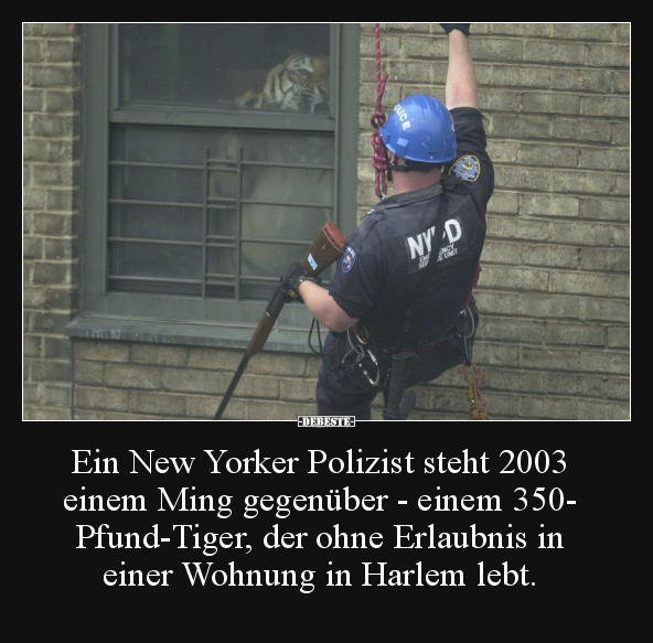 Ein New Yorker Polizist steht 2003 einem Ming gegenüber.. - Lustige Bilder | DEBESTE.de