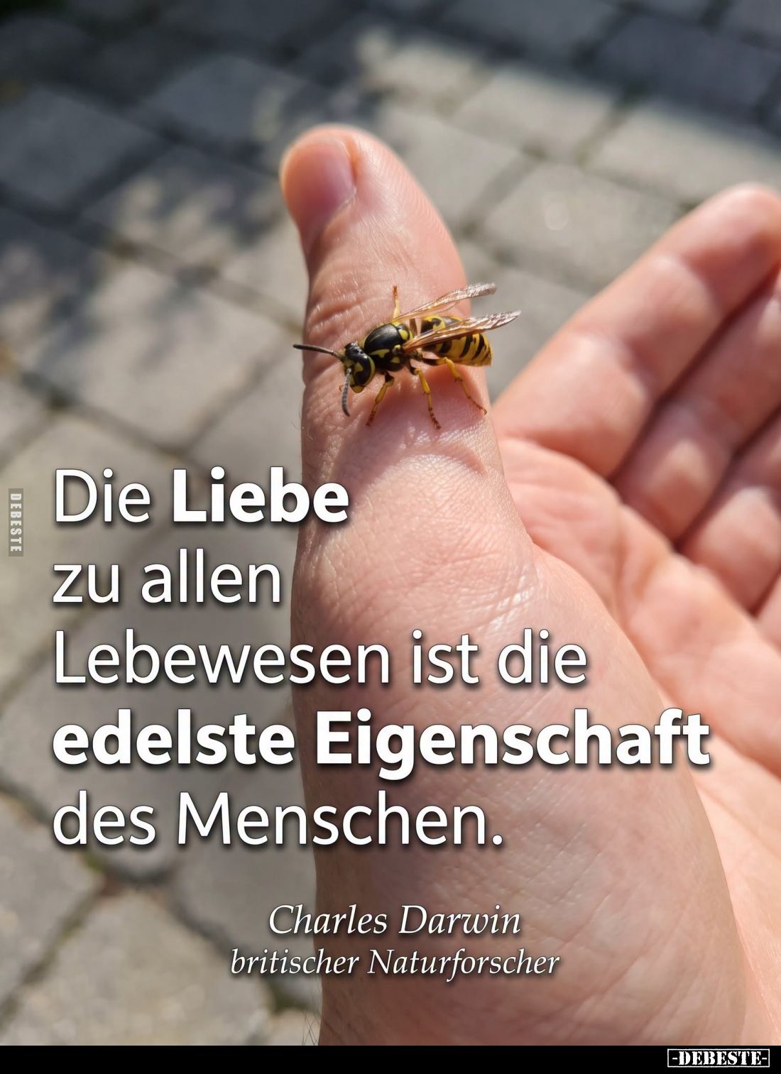 Die Liebe zu allen Lebewesen ist die edelste Eigenschaft des Menschen.