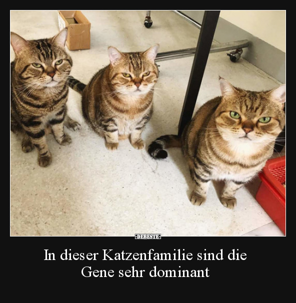 In dieser Katzenfamilie sind die Gene sehr dominant.. - Lustige Bilder | DEBESTE.de