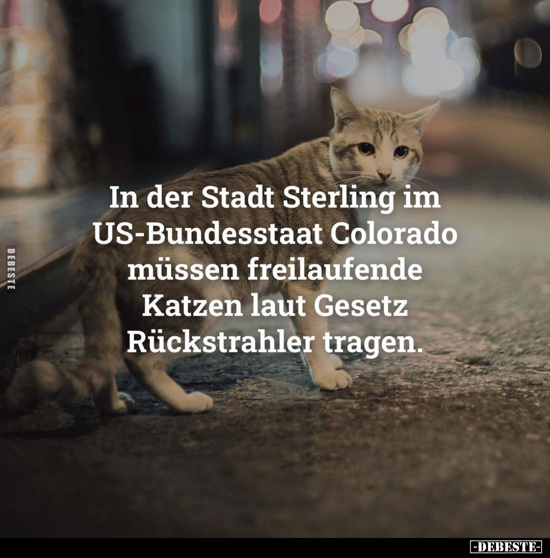 In der Stadt Sterling im US-Bundesstaat Colorado müssen freilaufende Katzen laut Gesetz Rückstrahler tragen.