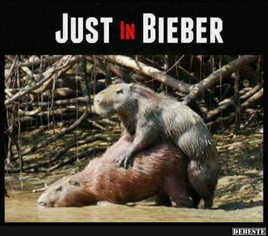 Just in Bieber. - Lustige Bilder | DEBESTE.de