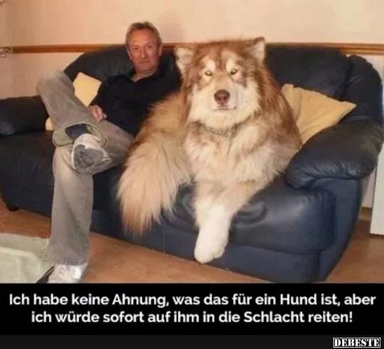 Ich habe keine Ahnung, was das für ein Hund ist..