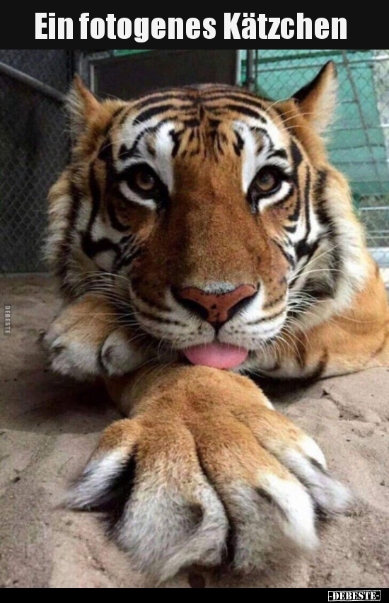 Ein fotogenes Kätzchen..