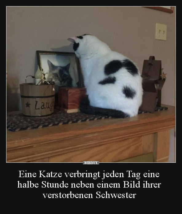 Eine Katze verbringt jeden Tag eine halbe Stunde neben..