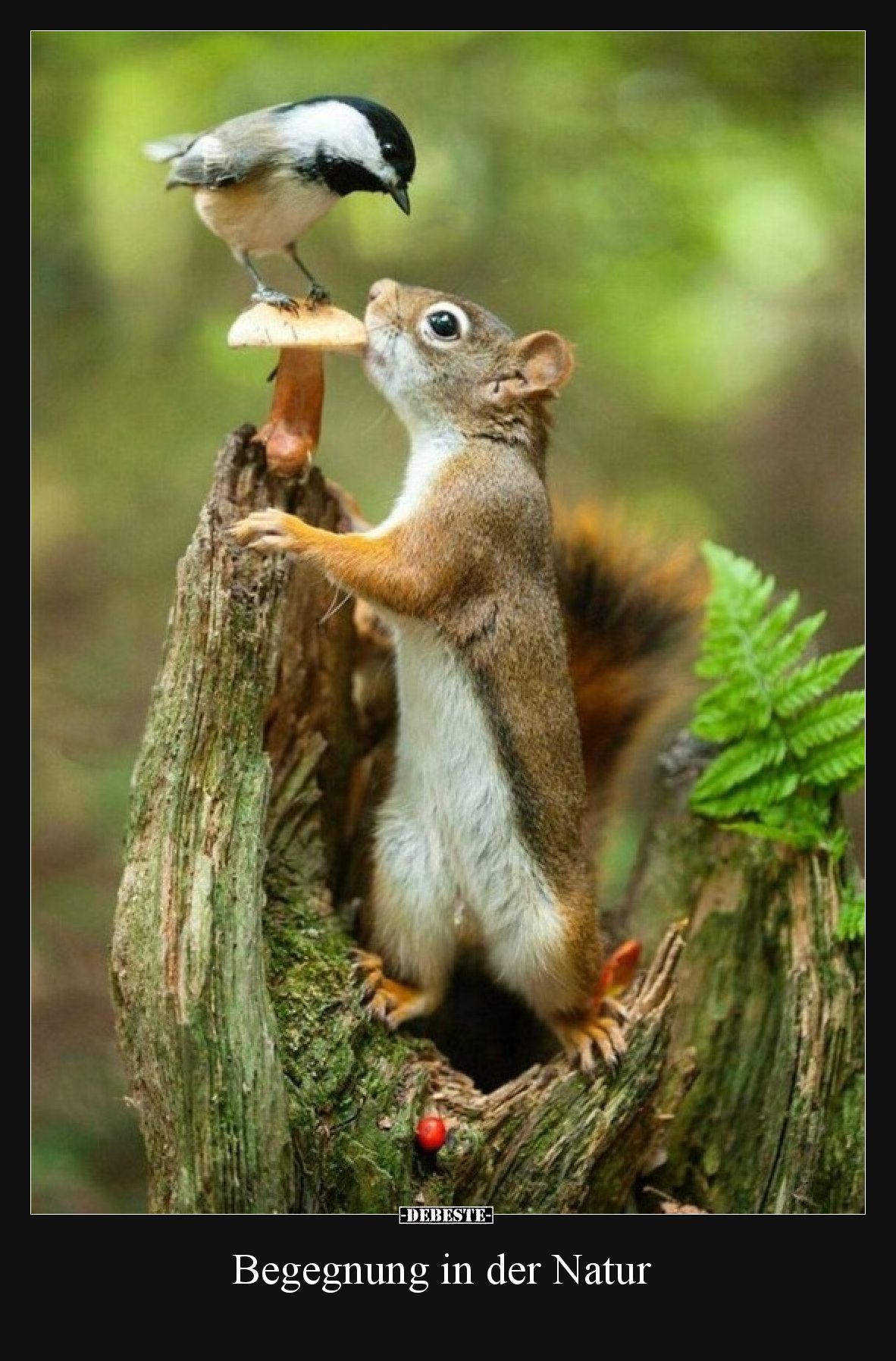 Begegnung in der Natur