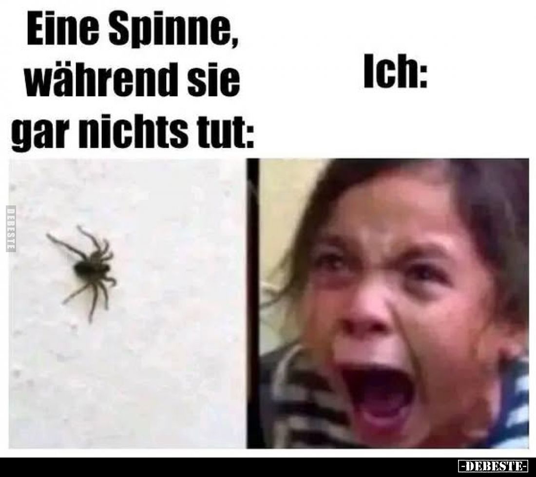 Eine Spinne, während sie gar nichts tut: