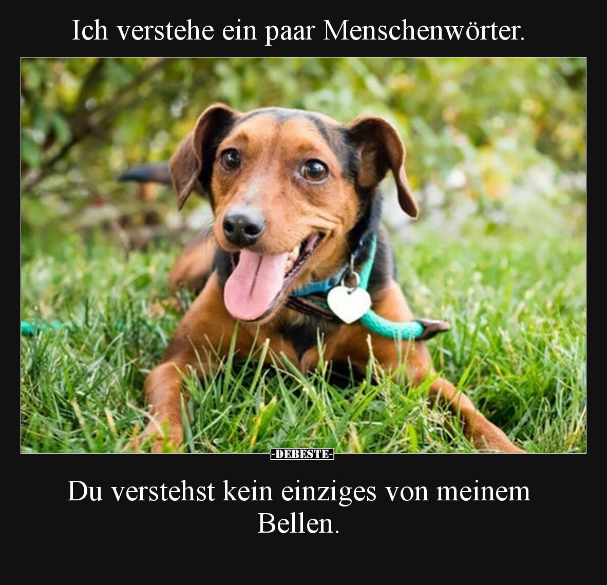 Ich verstehe ein paar Menschenwörter. Du verstehst kein einziges von meinem Bellen.