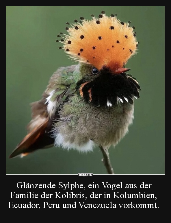 Glänzende Sylphe, ein Vogel aus der Familie der Kolibris.. - Lustige Bilder | DEBESTE.de