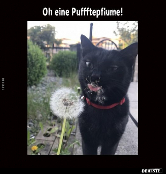 Oh eine Puffftepflume!.. - Lustige Bilder | DEBESTE.de