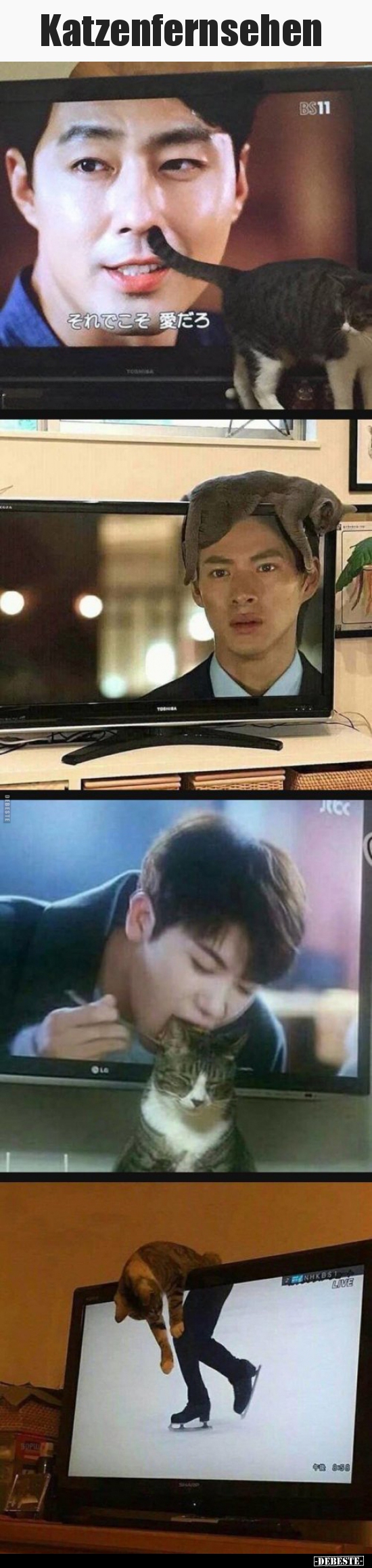 Katzenfernsehen..