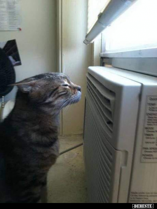  - Lustige Bilder | DEBESTE.de