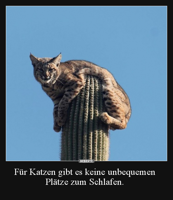 Für Katzen gibt es keine unbequemen Plätze zum Schlafen... - Lustige Bilder | DEBESTE.de