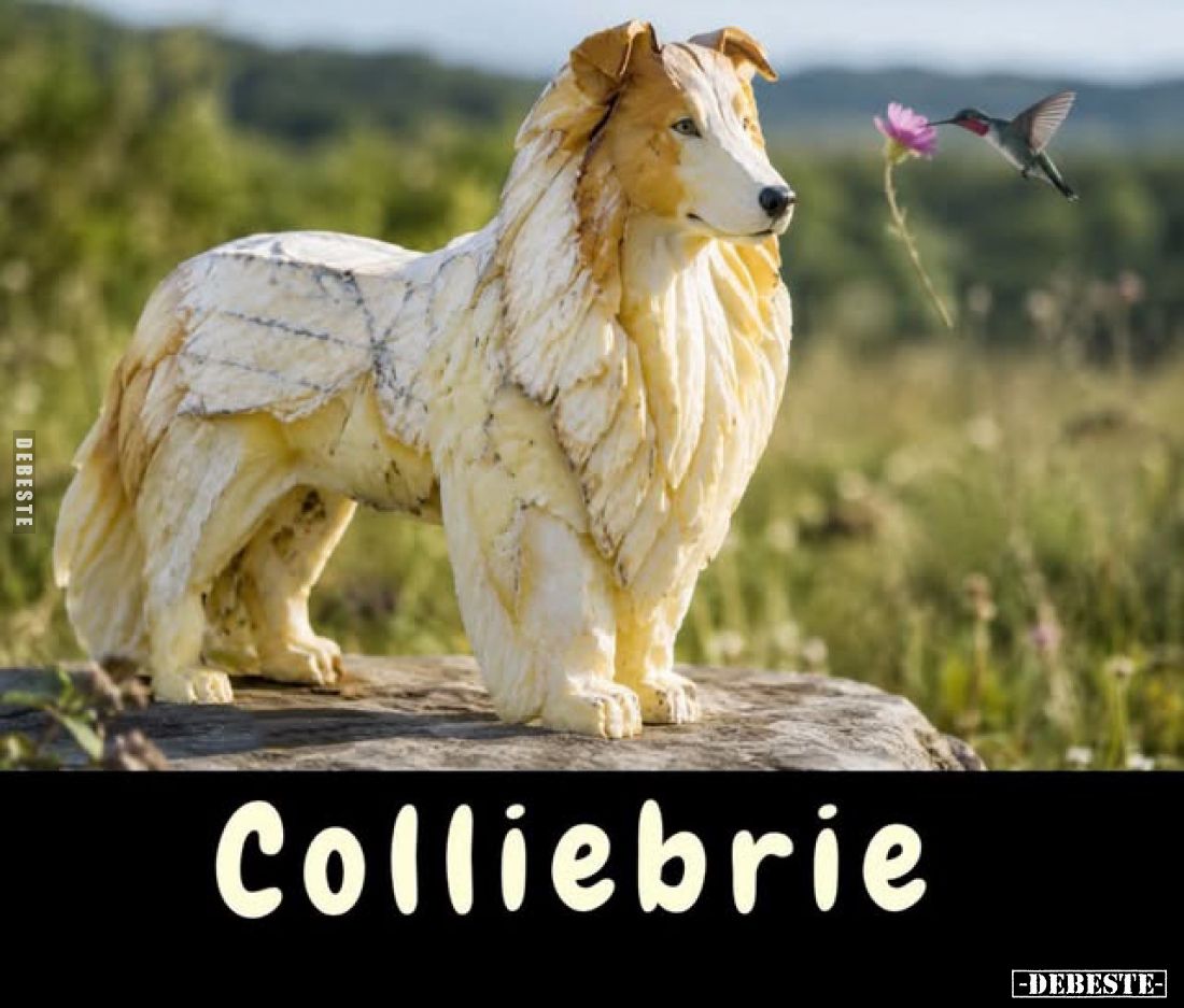 Colliebrie.