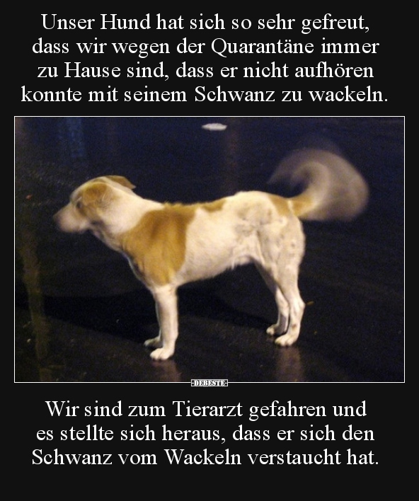 Unser Hund hat sich so sehr gefreut, dass wir wegen der.. - Lustige Bilder | DEBESTE.de