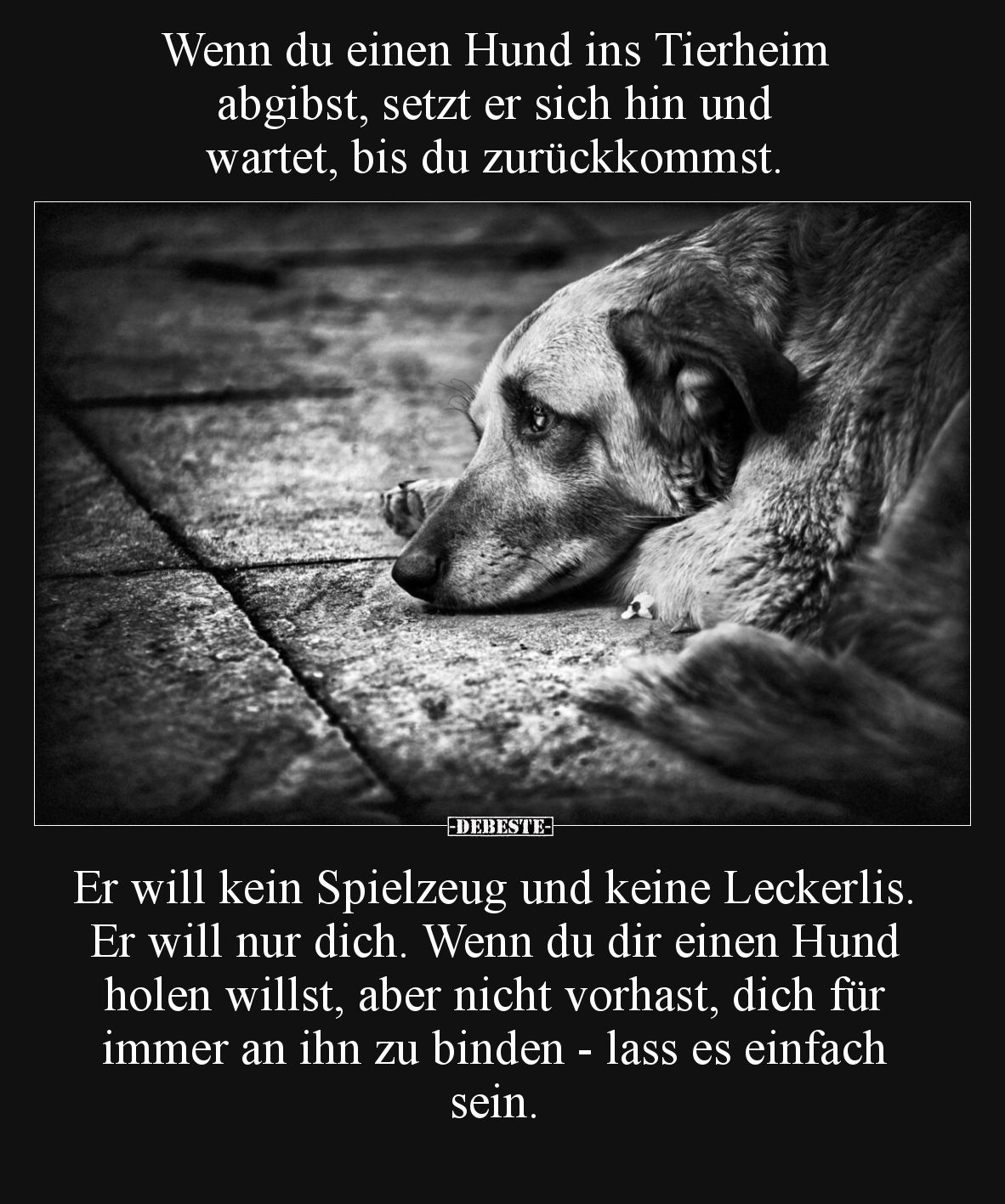 Wenn du einen Hund ins Tierheim abgibst, setzt er sich hin.. - Lustige Bilder | DEBESTE.de