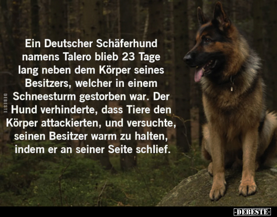 Ein Deutscher Schäferhund namens Talero.. - Lustige Bilder | DEBESTE.de
