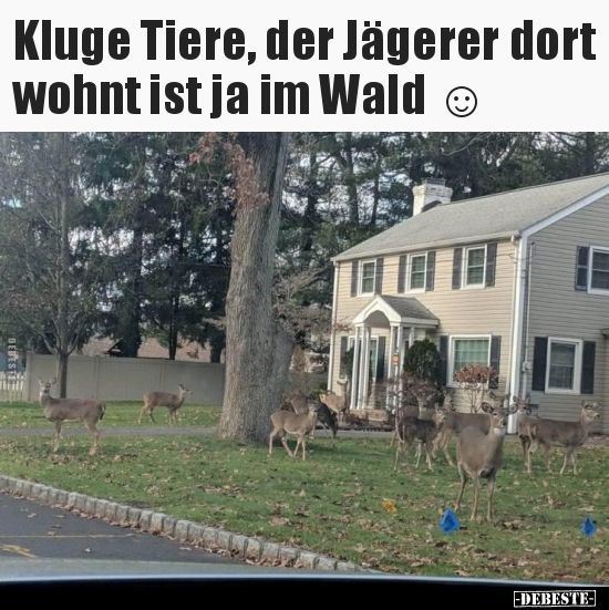 Kluge Tiere, der Jägerer dort wohnt ist ja im Wald.. - Lustige Bilder | DEBESTE.de