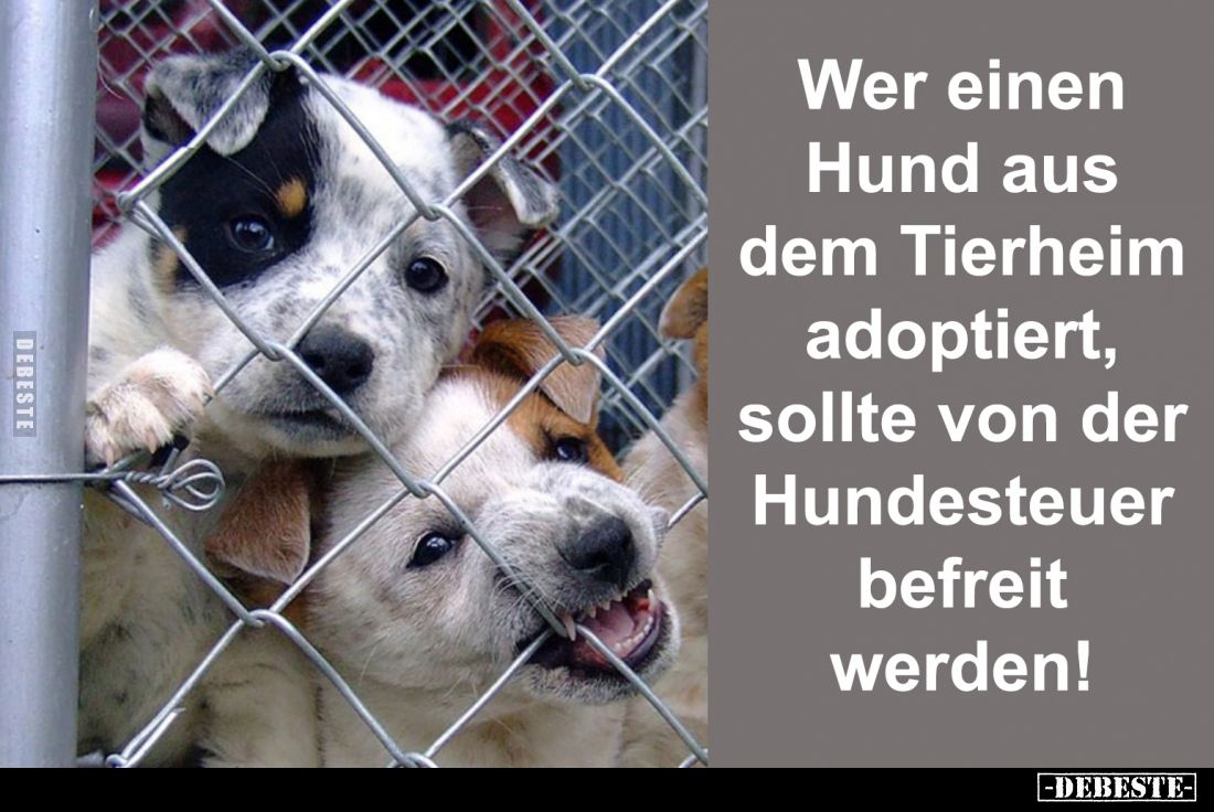 Wer einen Hund aus dem Tierheim adoptiert, sollte von der.. - Lustige Bilder | DEBESTE.de