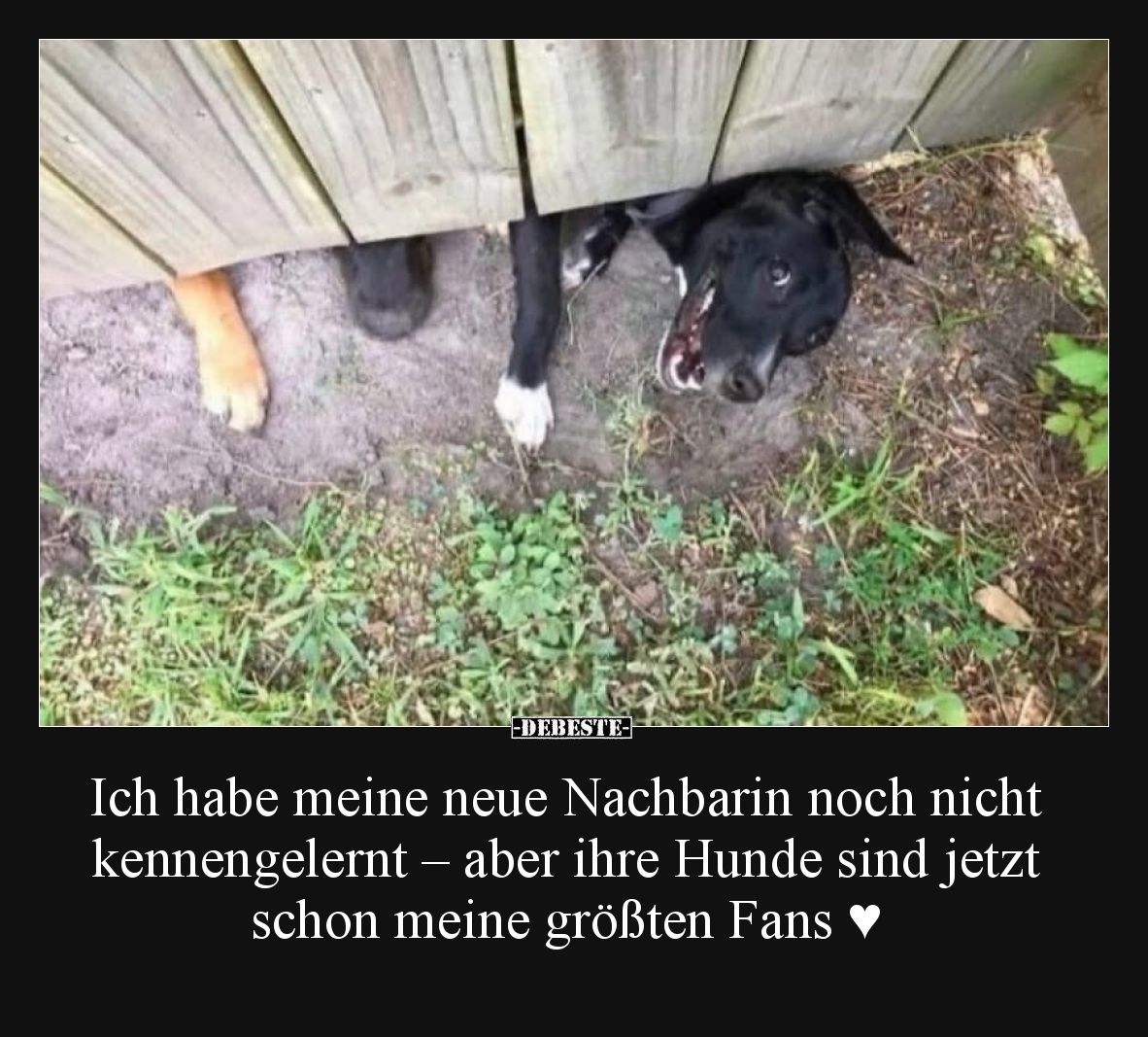 Ich habe meine neue Nachbarin noch nicht kennengelernt –
aber ihre Hunde sind jetzt schon meine größten Fans.