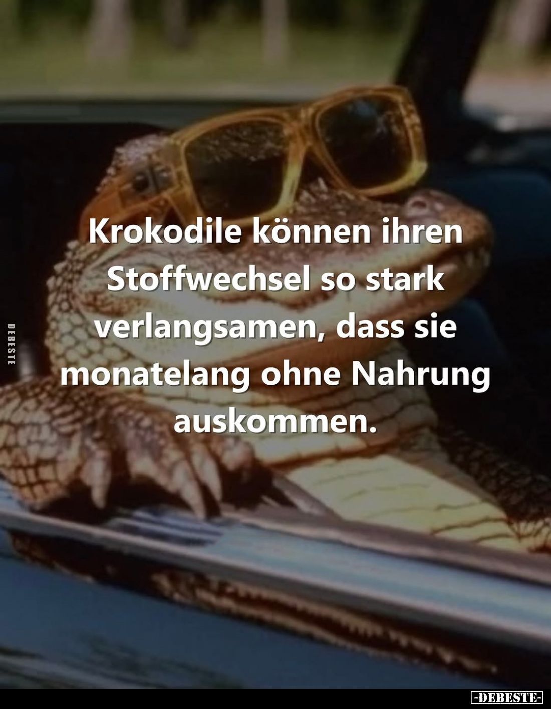 Krokodile können ihren Stoffwechsel so stark verlangsamen, dass sie monatelang ohne Nahrung auskommen.