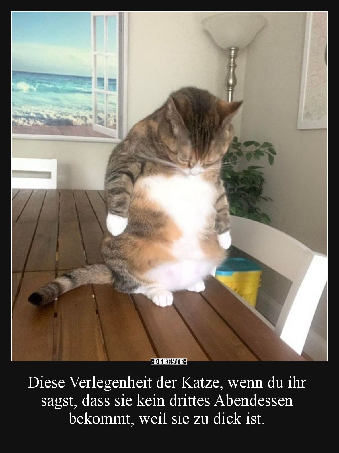 Diese Verlegenheit der Katze, wenn du ihr sagst, dass sie kein drittes Abendessen bekommt, weil sie zu dick ist.