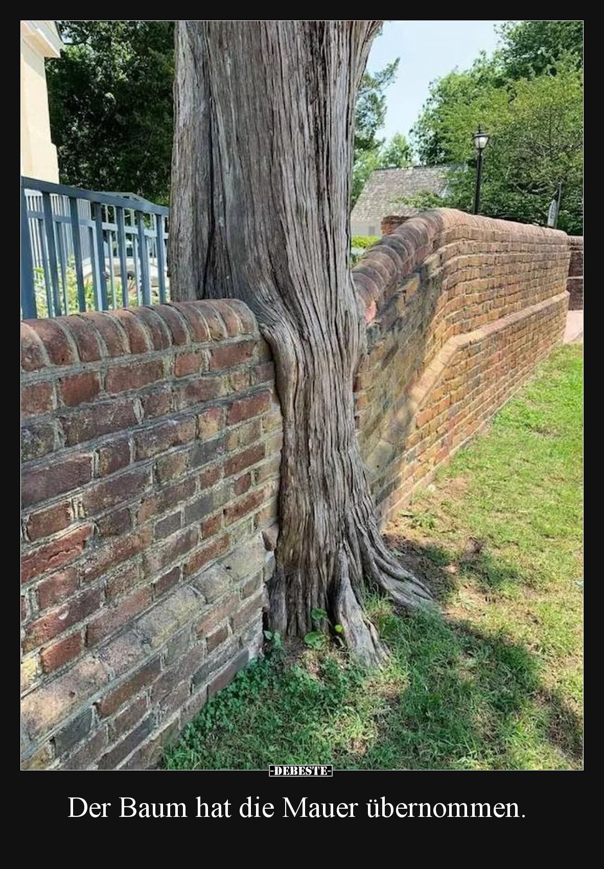 Der Baum hat die Mauer übernommen... - Lustige Bilder | DEBESTE.de