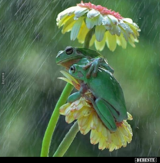  - Lustige Bilder | DEBESTE.de