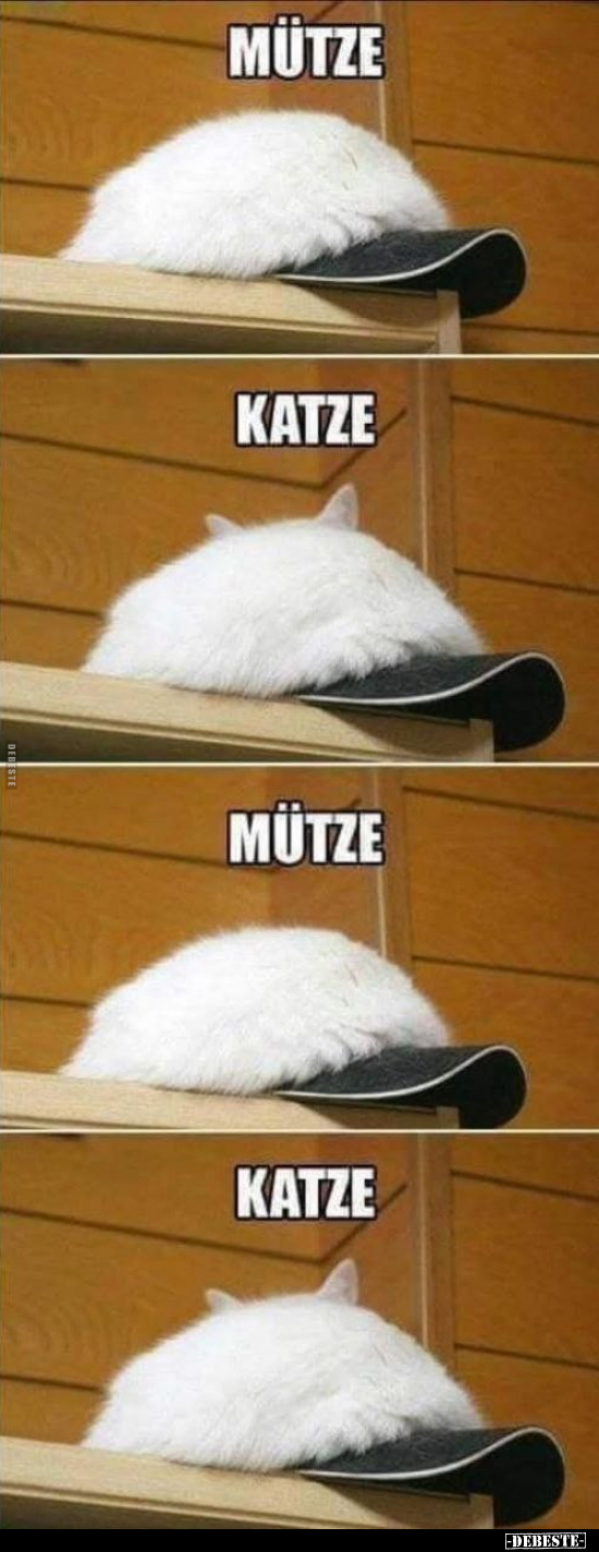 Mütze, Katze