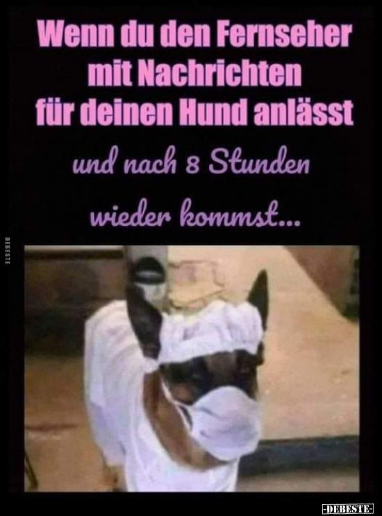 Wenn du den Fernseher mit Nachrichten für deinen Hund..