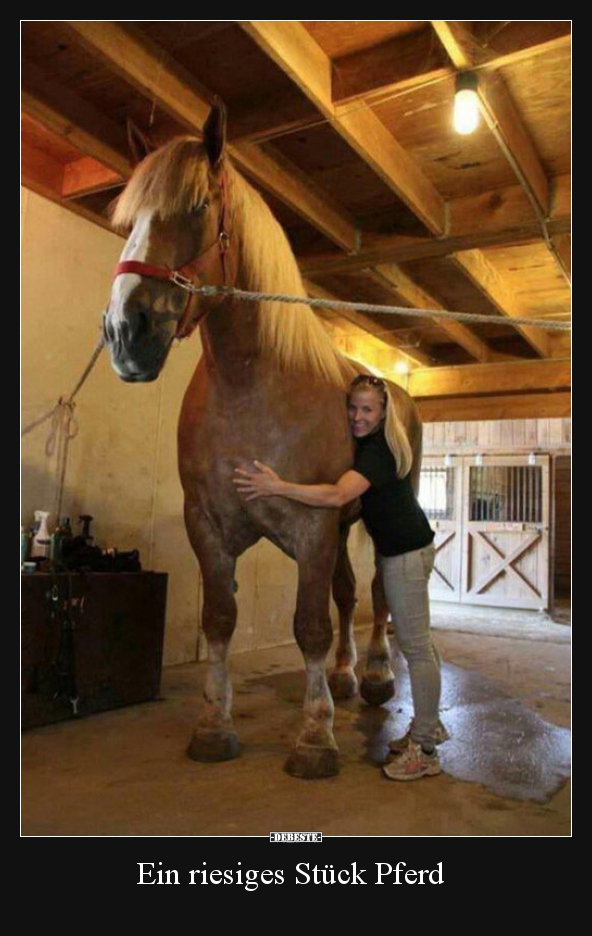 Ein riesiges Stück Pferd.. - Lustige Bilder | DEBESTE.de
