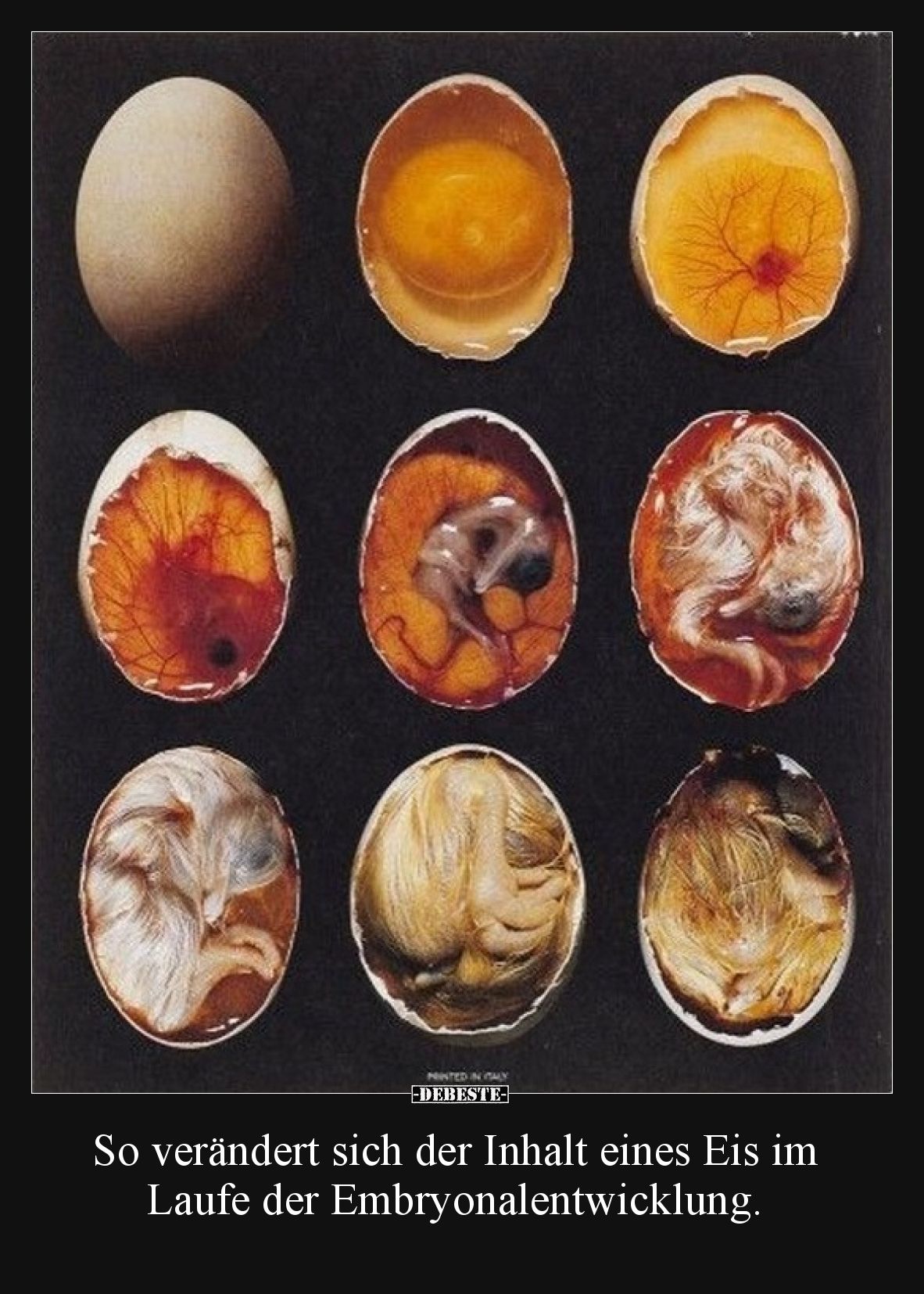 So verändert sich der Inhalt eines Eis im Laufe der Embryonalentwicklung.