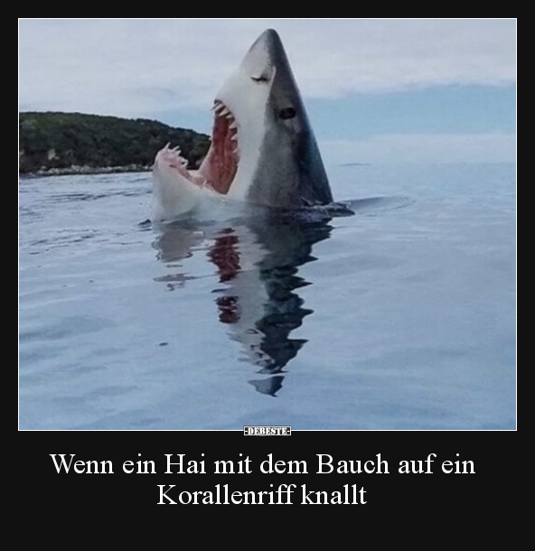 Wenn ein Hai mit dem Bauch auf ein Korallenriff knallt.. - Lustige Bilder | DEBESTE.de