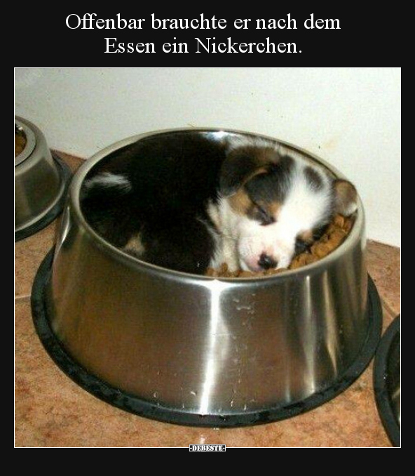 Offenbar brauchte er nach dem Essen ein Nickerchen... - Lustige Bilder | DEBESTE.de