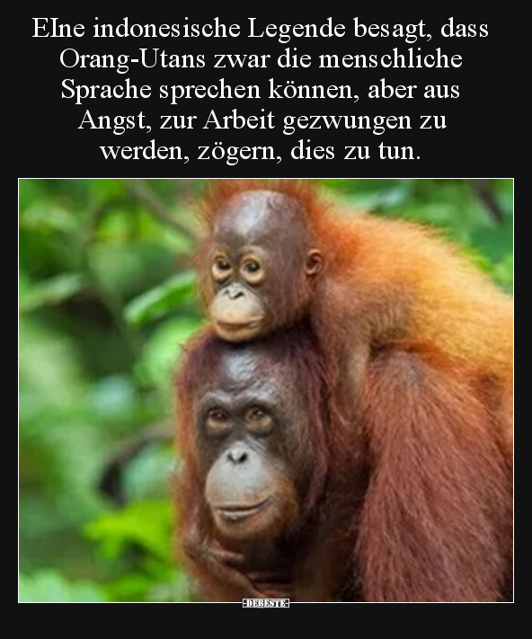 EIne indonesische Legende besagt, dass Orang-Utans zwar.. - Lustige Bilder | DEBESTE.de